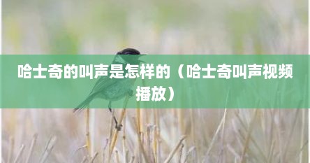 哈士奇的叫声是怎样的（哈士奇叫声视频播放）