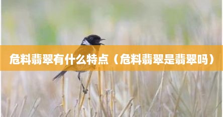 危料翡翠有什么特点（危料翡翠是翡翠吗）