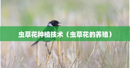 虫草花种植技术（虫草花的养殖）