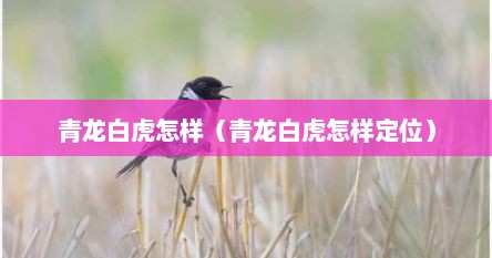 青龙白虎怎样（青龙白虎怎样定位）