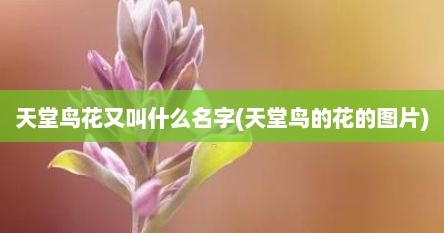 天堂鸟花又叫什么名字(天堂鸟的花的图片)