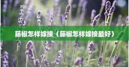 藤椒怎样嫁接（藤椒怎样嫁接最好）