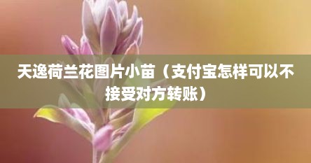 天逸荷兰花图片小苗（支付宝怎样可以不接受对方转账）