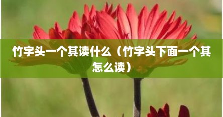 竹字头一个其读什么（竹字头下面一个其怎么读）
