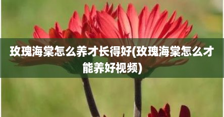 玫瑰海棠怎么养才长得好(玫瑰海棠怎么才能养好视频)