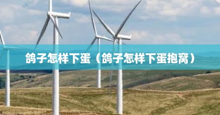 鸽子怎样下蛋（鸽子怎样下蛋抱窝）