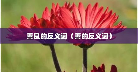 善良的反义词（善的反义词）