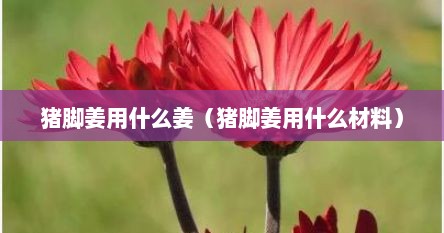 猪脚姜用什么姜（猪脚姜用什么材料）