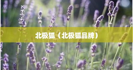 北极狐（北极狐品牌）