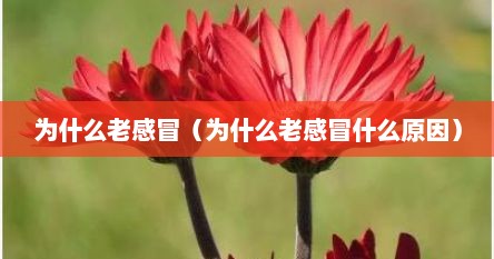 为什么老感冒（为什么老感冒什么原因）