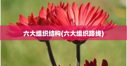 六大组织结构(六大组织路线)