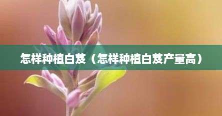 山上野生白芨和种植白芨怎么区分（如何种植白芨苗）