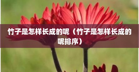 竹子是怎样长成的呢（竹子是怎样长成的呢排序）