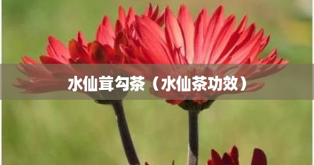 水仙茸勾茶（水仙茶功效）