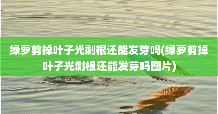 绿萝剪掉叶子光剩根还能发芽吗(绿萝剪掉叶子光剩根还能发芽吗图片)