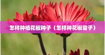 怎样种植花椒种子（怎样种花椒苗子）