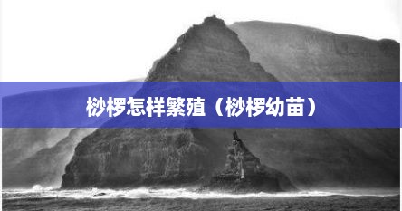 桫椤怎样繁殖（桫椤幼苗）