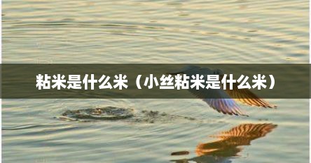 粘米是什么米（小丝粘米是什么米）