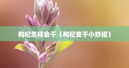 枸杞怎样会干（枸杞变干小妙招）