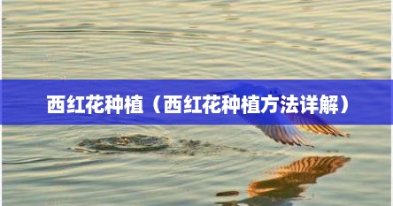 西红花种植（西红花种植方法详解）