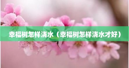 幸福树怎样浇水（幸福树怎样浇水才好）