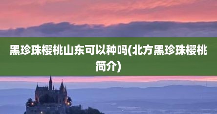 黑珍珠樱桃山东可以种吗(北方黑珍珠樱桃简介)
