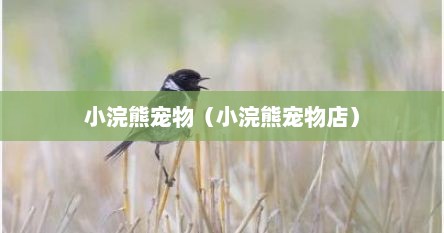 小浣熊宠物（小浣熊宠物店）