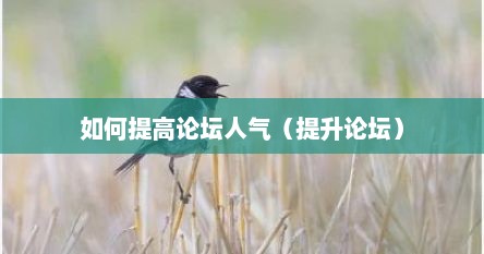 如何提高论坛人气（提升论坛）