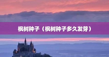 枫树种子（枫树种子多久发芽）