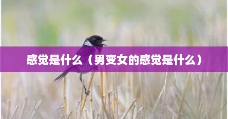 感觉是什么（男变女的感觉是什么）