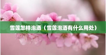 雪莲怎样泡酒（雪莲泡酒有什么用处）