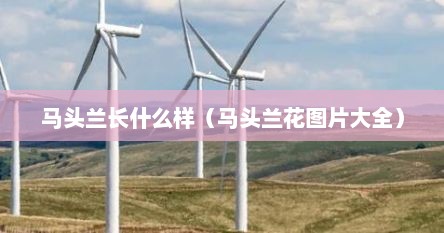 马头兰长什么样（马头兰花图片大全）
