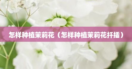 怎样种植茉莉花（怎样种植茉莉花扦插）