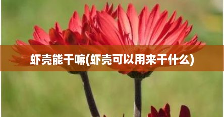 虾壳能干嘛(虾壳可以用来干什么)