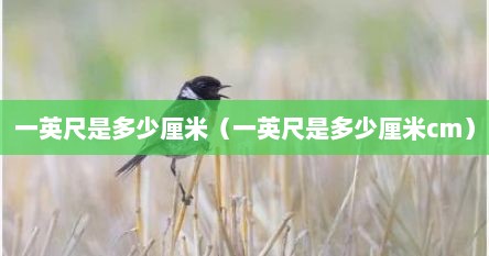 一英尺是多少厘米（一英尺是多少厘米cm）