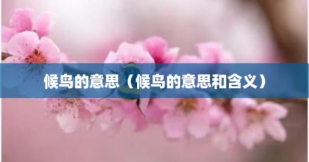 候鸟的意思（候鸟的意思和含义）
