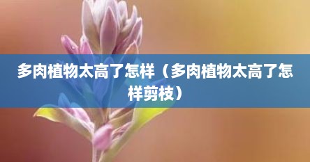 多肉植物太高了怎样（多肉植物太高了怎样剪枝）