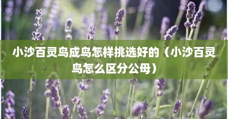 小沙百灵鸟成鸟怎样挑选好的（小沙百灵鸟怎么区分公母）
