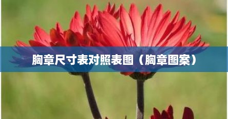 胸章尺寸表对照表图（胸章图案）