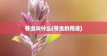 苍虫叫什么(苍虫的用途)