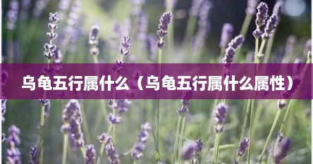 乌龟五行属什么（乌龟五行属什么属性）