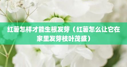 红薯怎样才能生根发芽（红薯怎么让它在家里发芽枝叶茂盛）