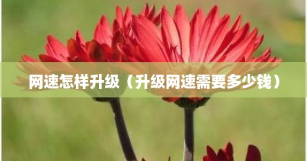 网速怎样升级（升级网速需要多少钱）