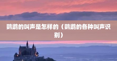 鹦鹉的叫声是怎样的（鹦鹉的各种叫声识别）