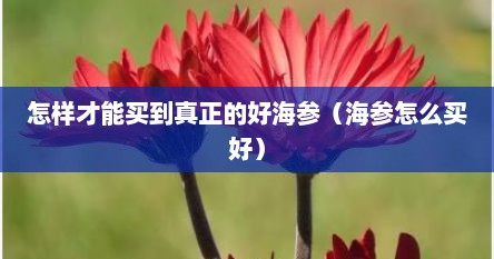 怎样才能买到真正的好海参（海参怎么买好）