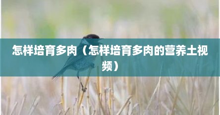 怎样培育多肉（怎样培育多肉的营养土视频）
