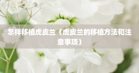 怎样移植虎皮兰（虎皮兰的移植方法和注意事项）