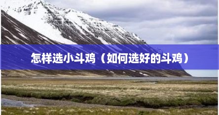 怎样选小斗鸡（如何选好的斗鸡）