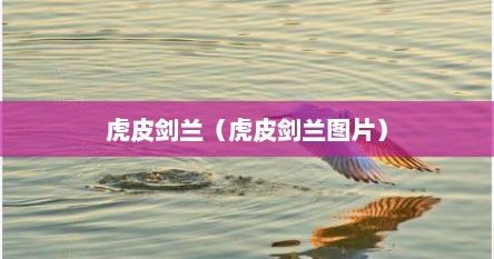 虎皮剑兰（虎皮剑兰图片）