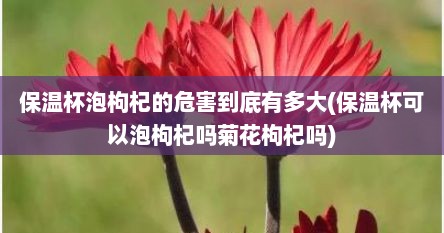 保温杯泡枸杞的危害到底有多大(保温杯可以泡枸杞吗菊花枸杞吗)